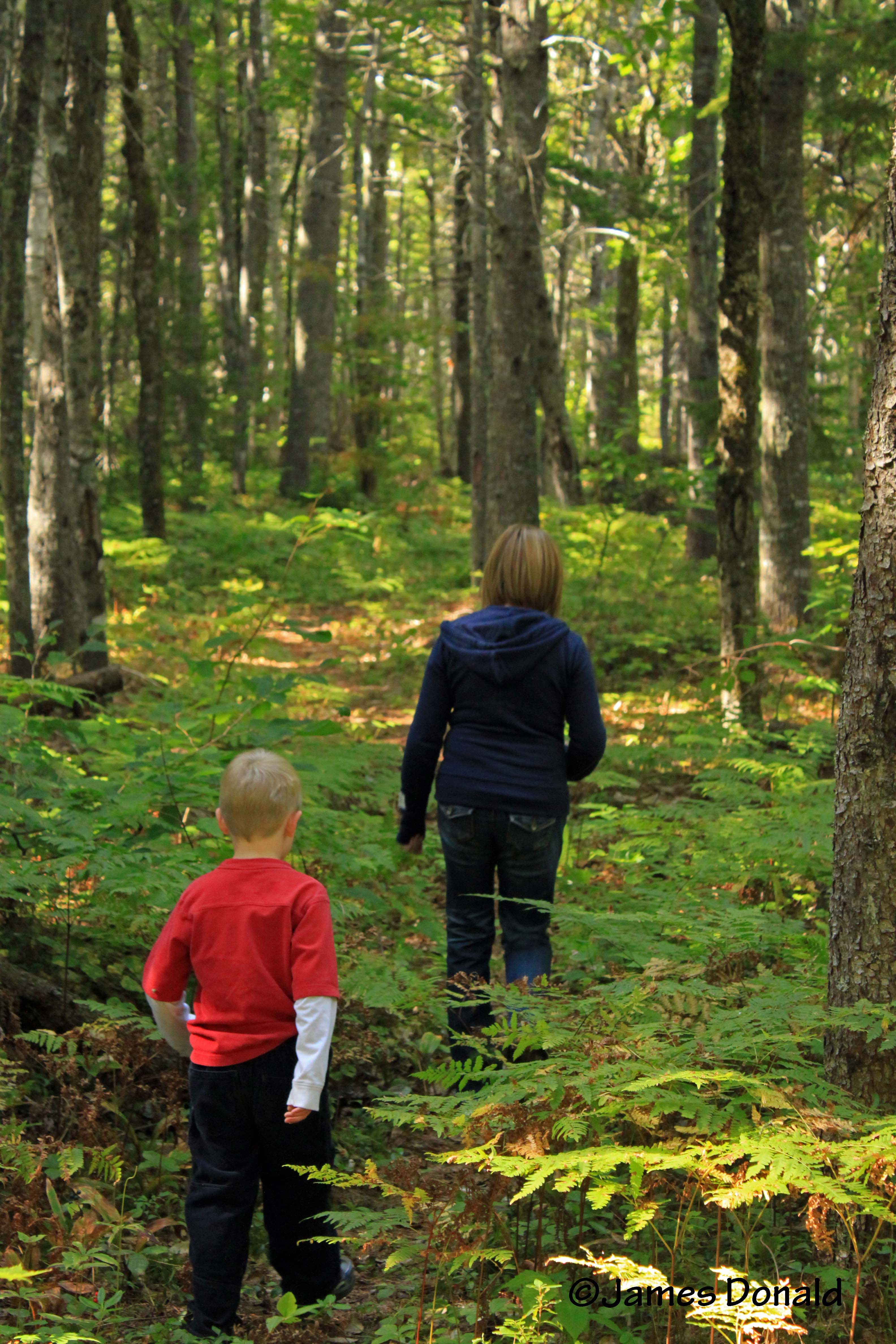 Trail through the Ferns