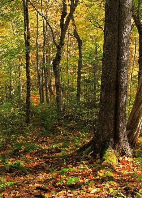 Split Spruce
