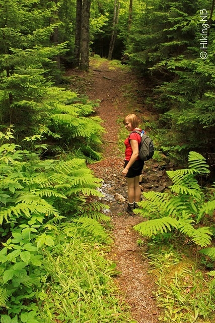 Thick Ferns