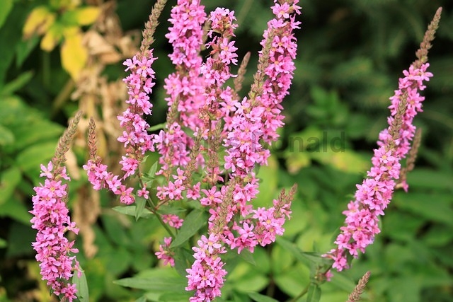 Purple Loosestrife