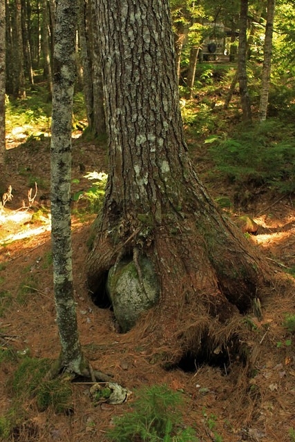 Boulder Tree
