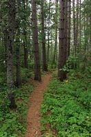 Pine Point Trail