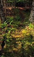 Trail into the Woods