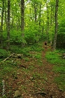 Old Hardwood Forest
