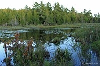White Pines on the Pond