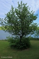 Riverside Tree
