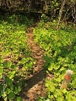 Trail through the Green
