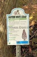 White Cedar Sign