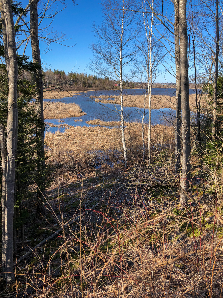 Gray Brook Marsh and Wetland