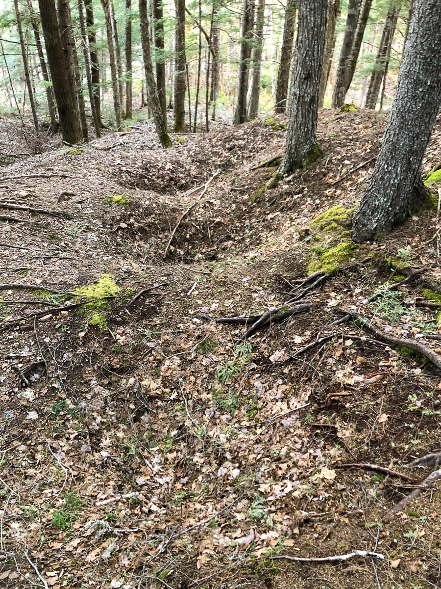 Sink holes on the Roots Trail at White Rock Recreation Area