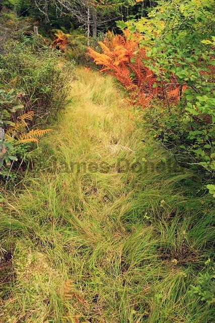 Grassy Trail and Ferns