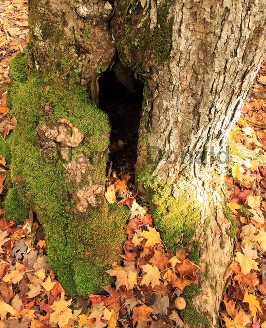 Tree Cavity