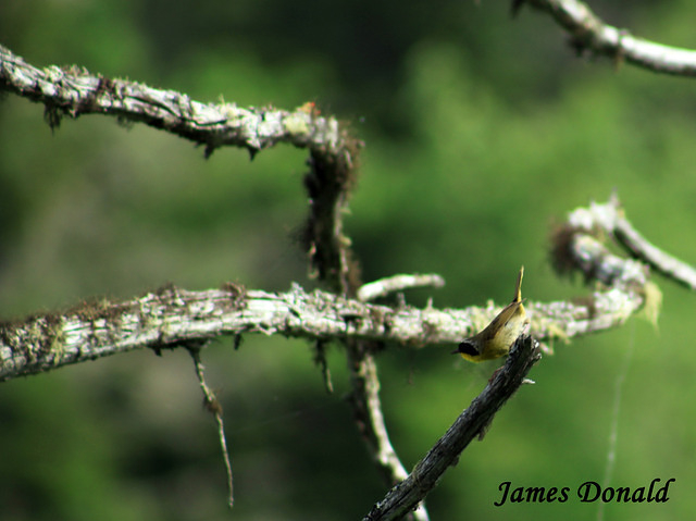 Common Yellowthroat