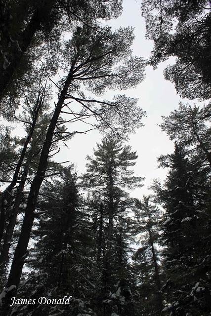 Pines and Sky
