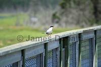 Tern on the Boardwalk