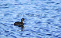Young Pied-billed Grebe