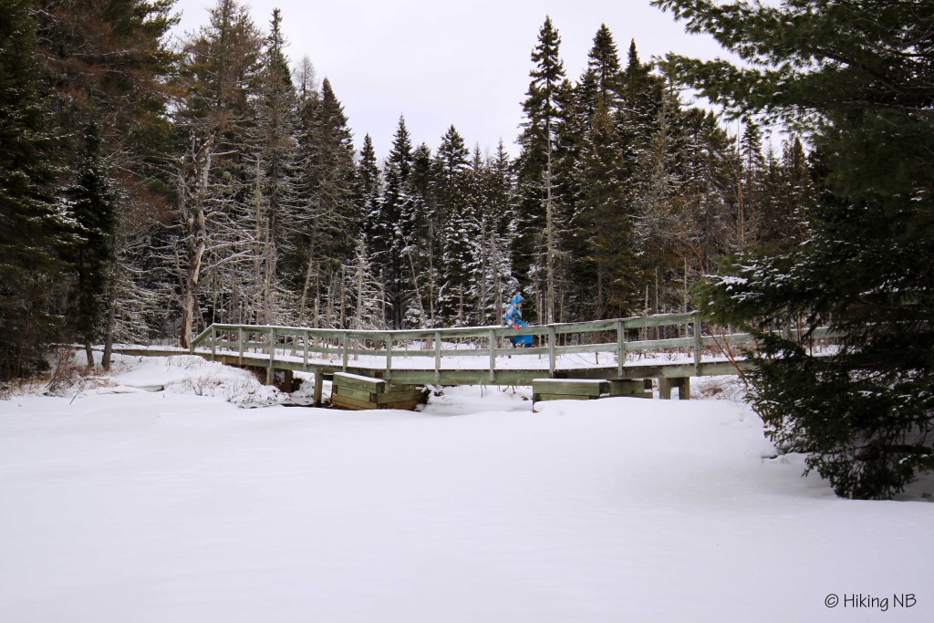 Torn on the Kouchibouguac River Trail at Kouchibouguac Park Hiking NB