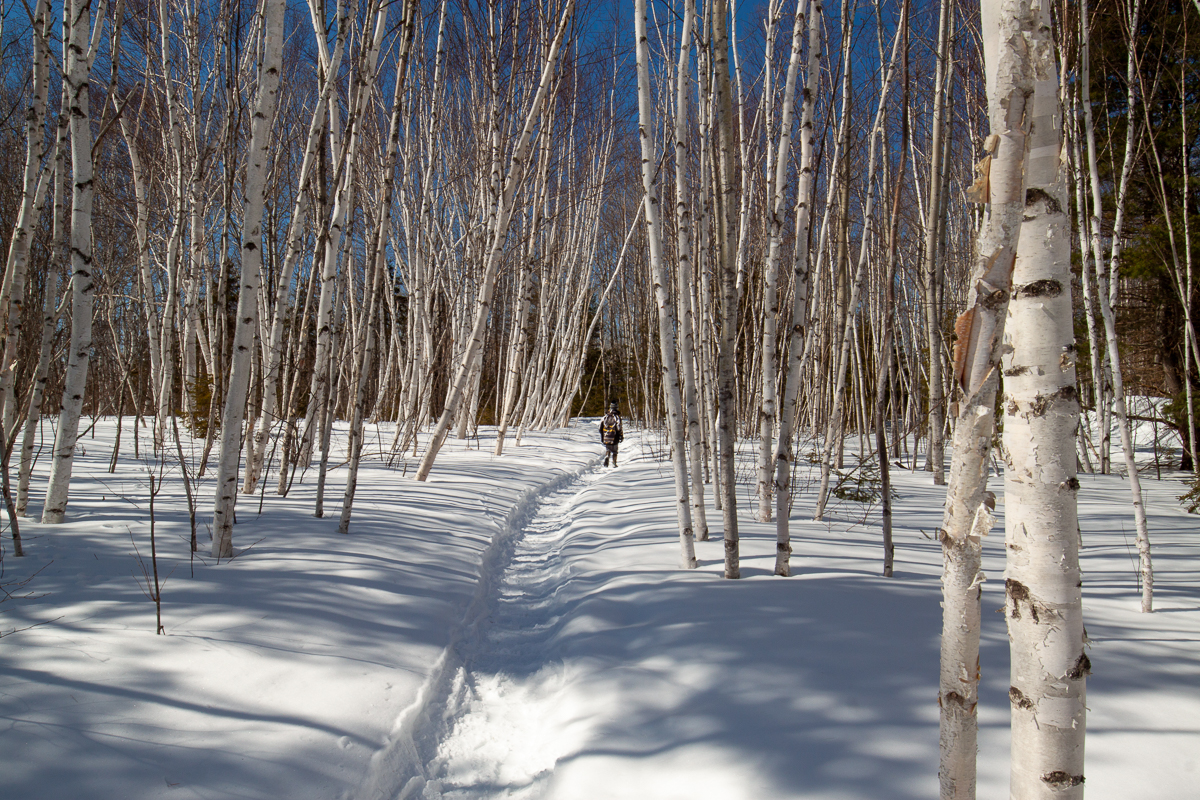 White Birch Trail pictures